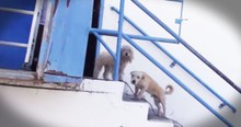 Hope for Paws Rescue Dogs From Junk Pile