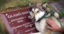 Heartbroken Loyal Dog Cries On Owner's Grave