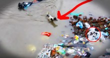 Dedicated Momma Dog Bravely Rescues Her Stranded Puppies