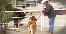 Karma The Cow Gets Reunited With Her Baby