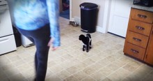 Baby Goat's Lesson On Hopping Will Jump Into Your Heart