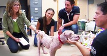 Meredith Viera Joins A Heartbreaking But Hopeful Dog Rescue