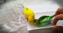 Heartbroken Bird Refuses To Let Go At Friend's Funeral