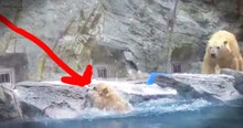 Momma Polar Bear Helps Her Baby Who Can't Swim