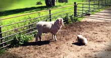 Pekingese Puppy Tries To Herd Sheep