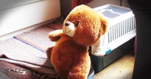 Little Dog Struggles To Get Big Teddy Bear Into His Crate