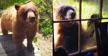 Grizzly Bear Breaks Into Cabin