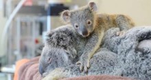 Baby Koala Hugs Mom Through Surgery