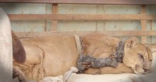 Caged Circus Mountain Lion Tastes Freedom After 20 Years
