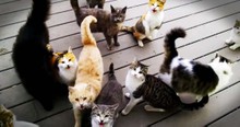 Man Greeted Every Morning By Tons Of Cats
