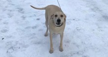 It Looked Bad For An Elderly Man Who Slipped On Ice But God Sent A Furry Angel To Help