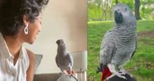 She Never Thought She'd Find Her Beloved Missing Parrot But Then Got A Miraculous Reunion