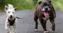 A Pooch With His Very Own Seeing Eye Dog