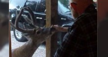 Her Dad Was Dying, And God Sent A Deer As A Special Messenger