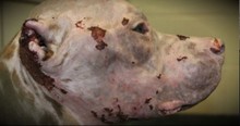After Being Doused In Acid, You’ll Be Shocked By How Sweet This Pup Is