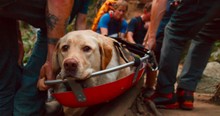 This Injured Dog Was Trapped. What These Heroes Did To Save Him -- AWESOME!