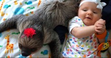 Baby Girl And Her Sloth Best Friend