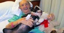 The Reason Why This Service Dog Was Fired Will Leave You Stunned