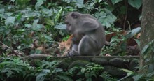 Woman on Vacation Witnesses the Incredible Moment a Monkey Adopts an Orange Kitten