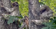 They Found A Baby Sloth Crying For It's Mother On The Beach And Just Wait 'Til They're Reunited