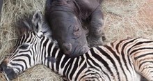 Rescued Newborn Rhino Gets Round the Clock Care, And Support From an Unlikely Zebra Friend