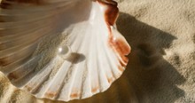 A Pearl Diver Rejected Jesus Because It Made No Sense. But God Knew The Perfect Way To Get To Him!