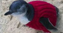 Tiny Sweaters Are Saving Penguins' Lives