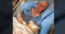 Grandpa In Hospital Suffering Dementia Passes Away Cradling Pet Cat Robot He Thinks Is Real