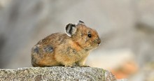 This Little Guy Might Be One Of The Last Ones Left. Which Makes Me Sad Cuz They're So Stinkin' Cute!