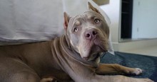 Adorable Pit Bull Gives Kisses For Treats And This Sweet Boy Is Going Viral