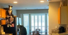 Rescued Pitbull Fits In So Well With Feline Siblings, He Starts Acting Like He Thinks He's A Cat