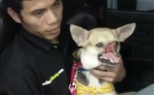 A Pregnant Dog with Half a Face Saved 2 Little Girls from Death. Incredible!