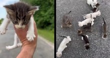 Man Stopped And Thought He Was Rescuing A Kitten But Then He Found Himself Surrounded