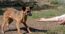 She Lay On The Ground For Hours. . .All To Save An Abandoned Dog!