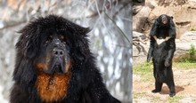 Family Mistakes Endangered Bear for Pet Dog