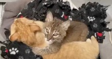 Wild Bobcat Kitten Had No One Until She Found A New Mama In This Sweet House Cat