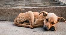 Deformed Dog Was Left For Dead Until Good Samaritans Came Along