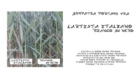 L'Artista Italiano - Simpatia Portami Via