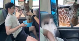  Giraffes Spark Chaos as They Reach Inside Safari Park Bus