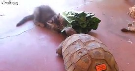  Kitten and Tortoise Share Snacks Through Life