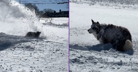 This Pup Just Discovered the Ultimate Snow Day