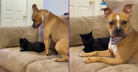 Trying Not To Bother The Cat Is Still Bothering The Cat