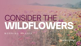 A Prayer to Consider the Wildflowers