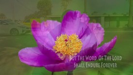 When The Righteous Rise Again