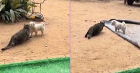Small Dog Ruins Cat’s Careful Bird-Hunting Attempt