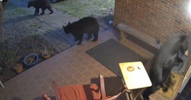 Burglarizing Bears Thwarted by Doorbell
