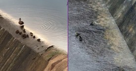 Ducklings Play On Waterslide