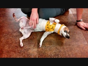 Patty the Dog Skinned in Detroit
