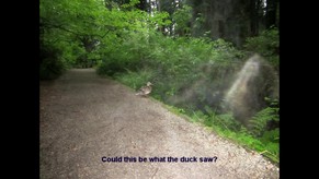 Duck sees Angels