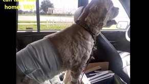 CHIPPY THE DOG - PANCREATIC SURGERY 5-2-2019
